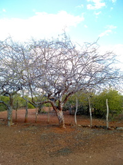 Commiphora leptophloeos
