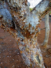 Commiphora leptophloeos