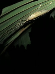 Graminofolium