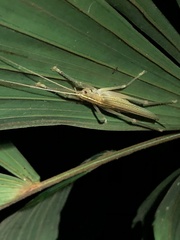 Graminofolium