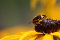 Paranthidium jugatorium
