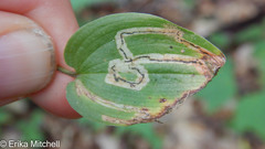 Liriomyza smilacinae