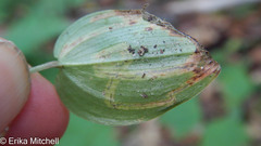 Liriomyza smilacinae