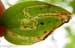 Liriomyza smilacinae