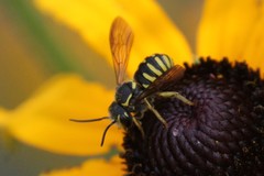 Paranthidium jugatorium