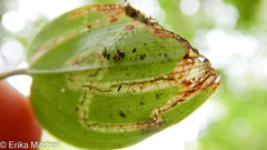 Liriomyza smilacinae