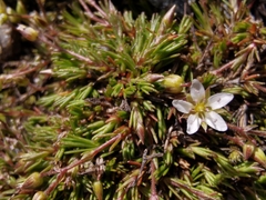 Minuartia recurva