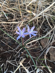 Androstephium coeruleum