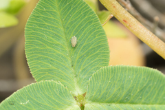 Therioaphis trifolii