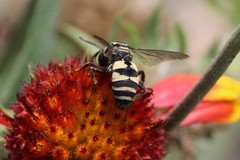 Triepeolus remigatus