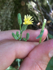 Lactuca virosa