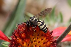 Triepeolus remigatus