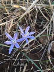 Androstephium coeruleum