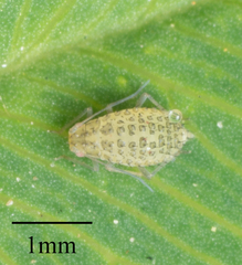 Therioaphis trifolii