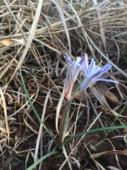 Androstephium coeruleum