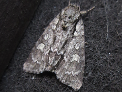 Acronicta adaucta