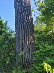 Populus deltoides deltoides
