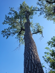 Populus deltoides deltoides
