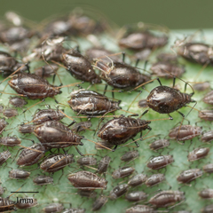 Neotoxoptera formosana