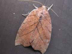 Macrochthonia fervens