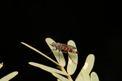 Lysilinga aurantiaca
