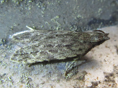 Tornodoxa paraleptopalta