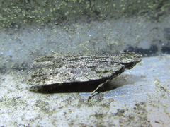 Tornodoxa paraleptopalta