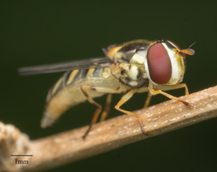 Allograpta obliqua