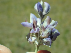 Lupinus obtusilobus