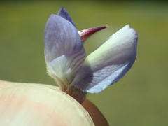 Lupinus obtusilobus