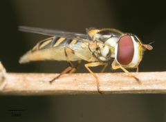 Allograpta obliqua