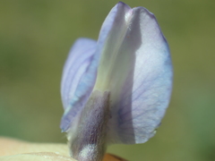 Lupinus obtusilobus