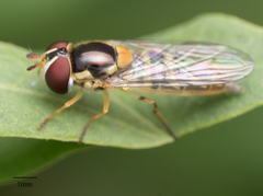 Allograpta obliqua