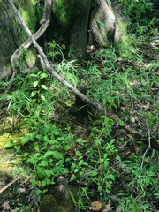 Coreopsis integrifolia
