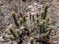 Castilleja arachnoidea