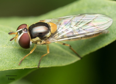 Allograpta obliqua