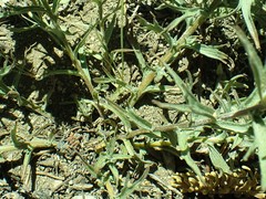 Castilleja arachnoidea