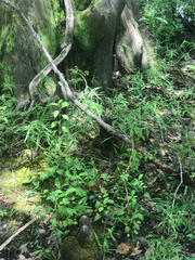 Coreopsis integrifolia