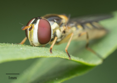 Allograpta obliqua