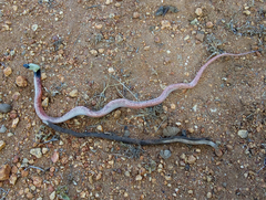Pseudoboa nigra