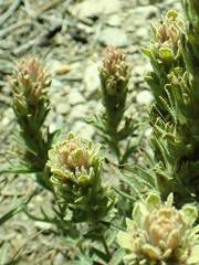 Castilleja arachnoidea
