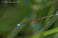 Lestes inaequalis