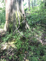 Coreopsis integrifolia