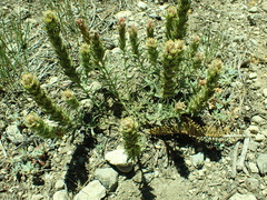 Castilleja arachnoidea