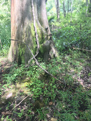 Coreopsis integrifolia