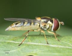 Allograpta obliqua