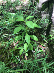 Coreopsis integrifolia