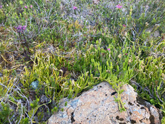 Diphasiastrum sitchense