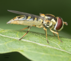 Allograpta obliqua