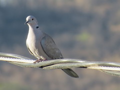 Streptopelia decaocto